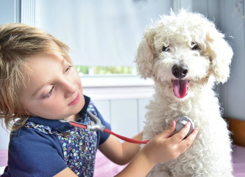 A girl holding a stethoscope to a white dog