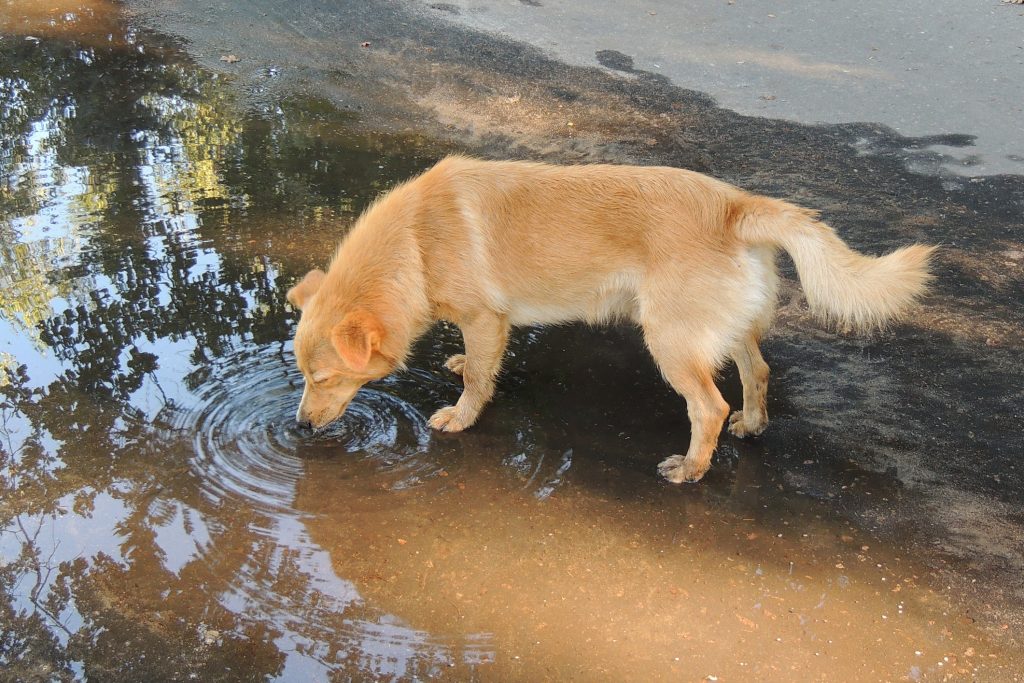 Leptospirosis Is There A Risk To Your Dog Arlington Animal Hospital 