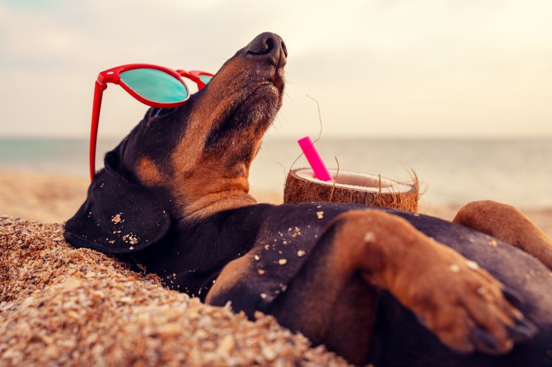 dog on beach