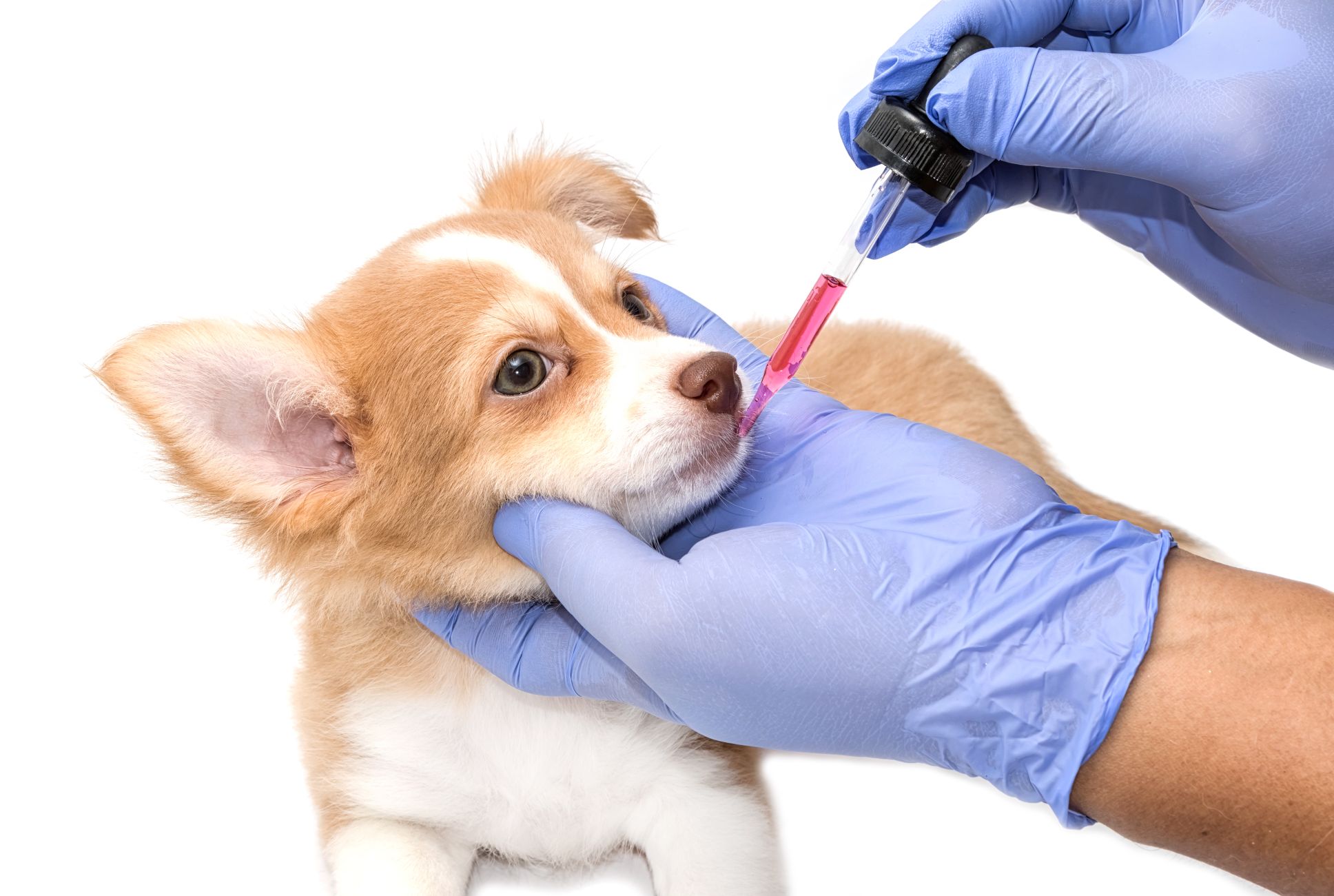 Top 5 Tips For Giving Your Pet Their Medication Arlington Animal Hospital Arlington VA Arlington Animal Hospital Arlington VA