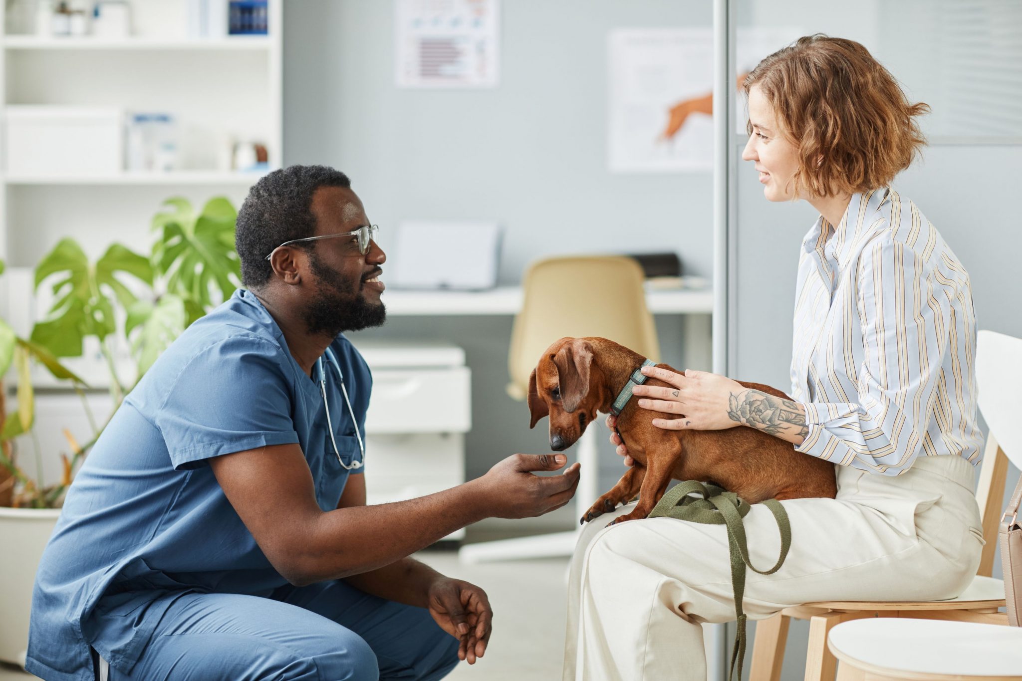 Top 5 Things That Veterinarians Wish Pet Owners Knew - Arlington Animal ...