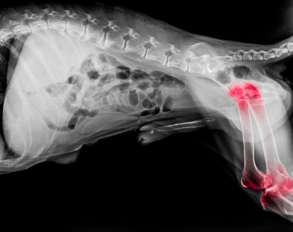 Hip Help for Your Hound A Guide to Canine Hip Dysplasia Arlington Animal Hospital Arlington VA Arlington Animal Hospital Arlington VA