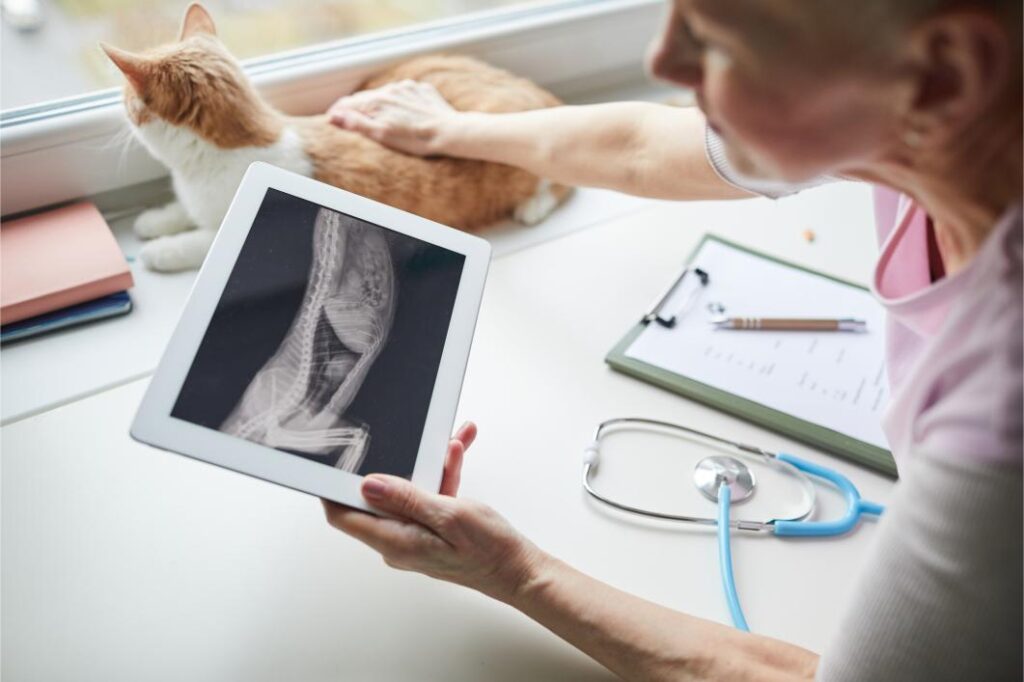 woman on tablet looking at cat x-ray with cat on table.