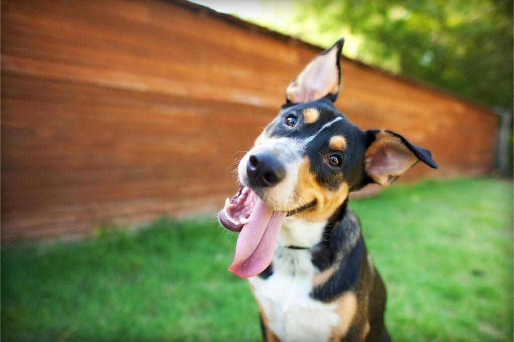 dog playing outside.