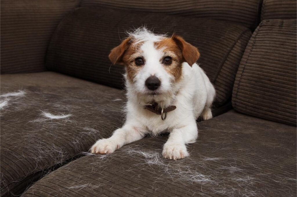 itchy dog sitting on couch full of dog hair.