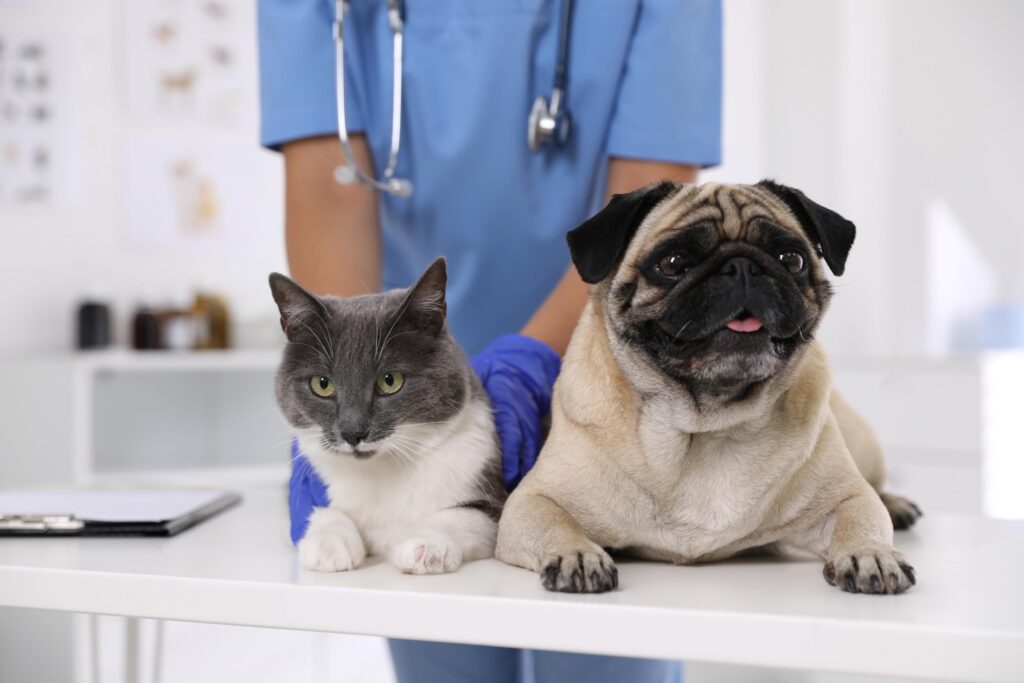 dog and cat getting vet exam.