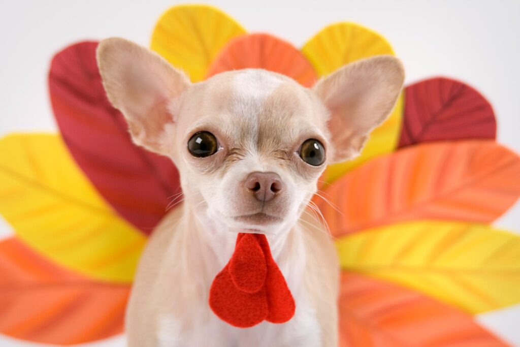 pet safe thanksgiving.