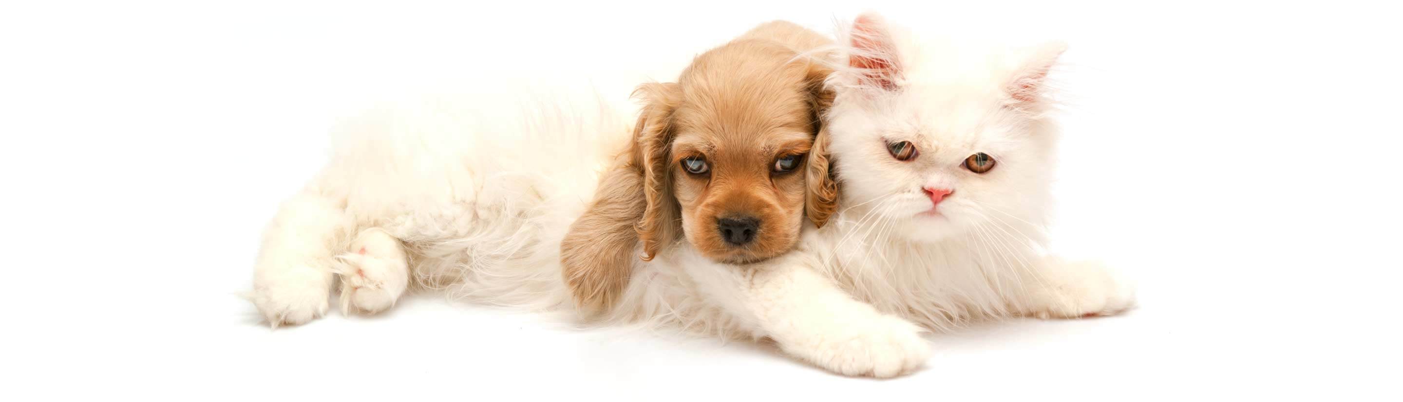 Brown Dog and White Cat